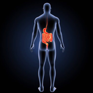 Sindirim sistemi arka görünüm 