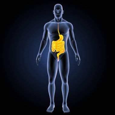 Sindirim sistemi ön görünüm 