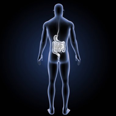 Sindirim sistemi arka görünüm 