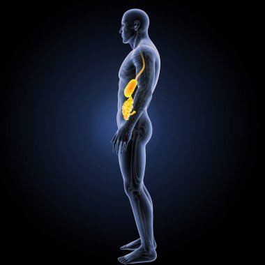 Sindirim sistemi yan görünüm