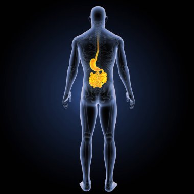 Sindirim sistemi arka görünüm 