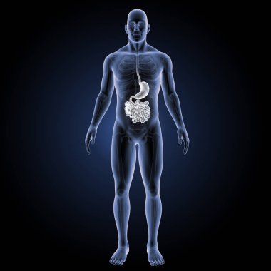 Sindirim sistemi ön görünüm 