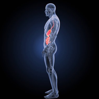 Sindirim sistemi yan görünüm 