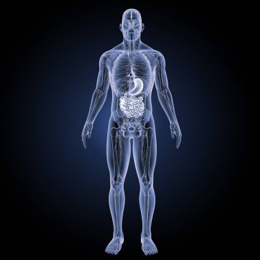 Sindirim sistemi ön görünüm