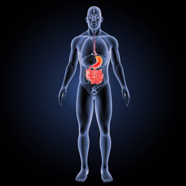 Sindirim sistemi ön görünüm 