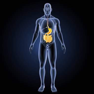 Sindirim sistemi ön görünüm 