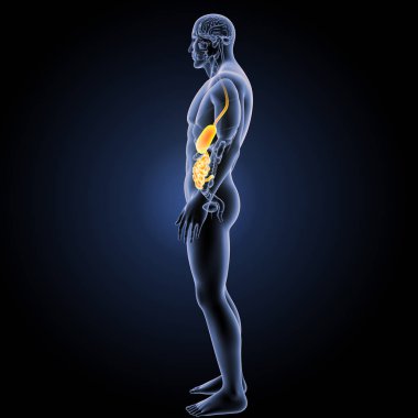 Sindirim sistemi yan görünüm