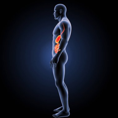 Sindirim sistemi yan görünüm 