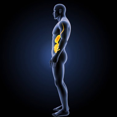 Sindirim sistemi yan görünüm 