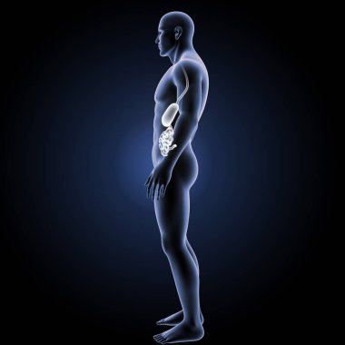 Sindirim sistemi yan görünüm 