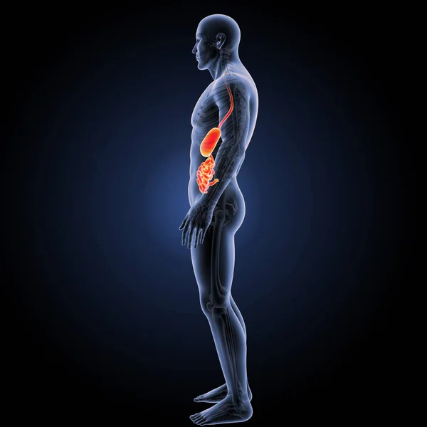 Sistema digestivo vista lateral — Fotografia de Stock