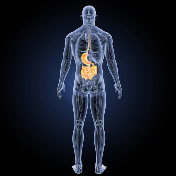 Vista anterior del sistema digestivo —  Fotos de Stock