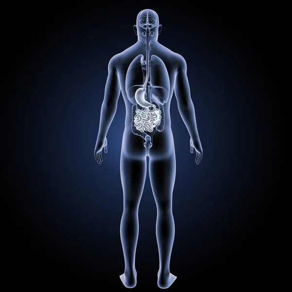 Digestive system anterior view — Stock Photo, Image