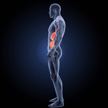 Sindirim sistemi yan görünüm 