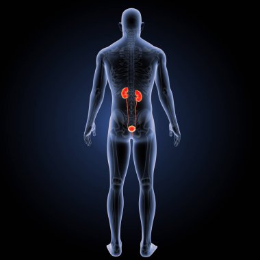 Üriner Sistem arka görünüm 