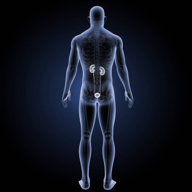 Üriner Sistem arka görünüm 