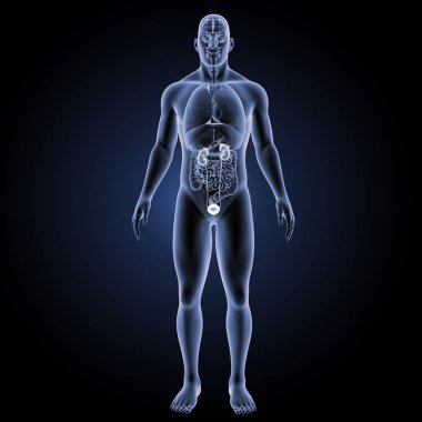 Üriner Sistem ön görünüm 