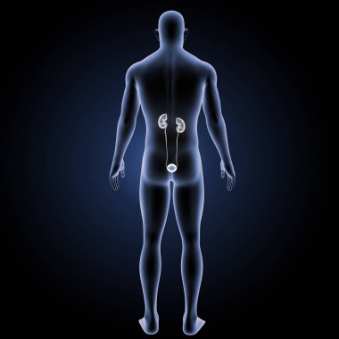 Üriner Sistem arka görünüm