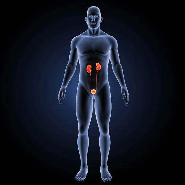 비뇨 기 시스템 앞쪽 보기 — 스톡 사진