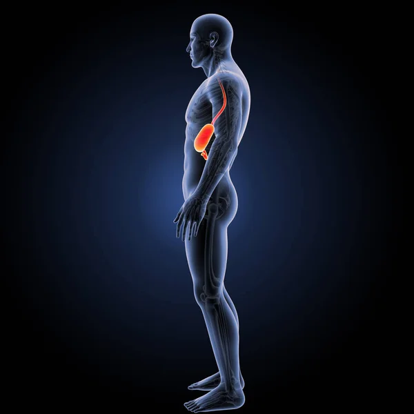 Stomach lateral view — Stock Photo, Image