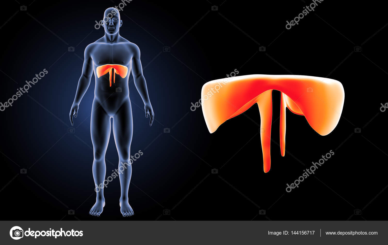 Диафрагма Человека Фото