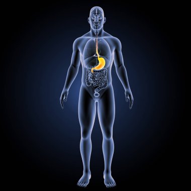 İnsan mide görünümü 