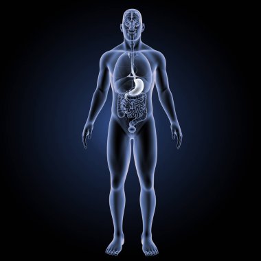 İnsan mide görünümü 