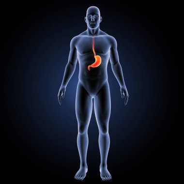 İnsan mide görünümü 