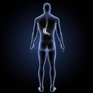 İnsan mide görünümü 