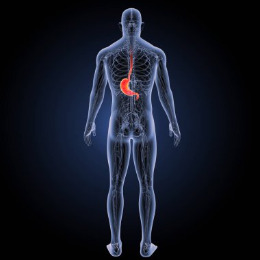 İnsan mide görünümü 
