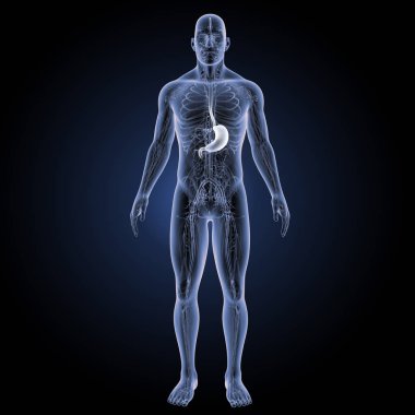 İnsan mide görünümü 