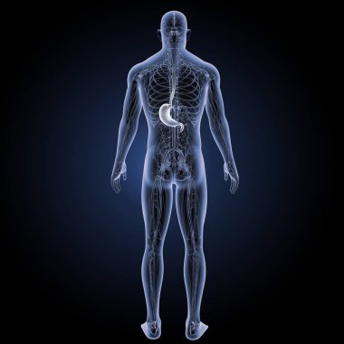 İnsan mide görünümü 