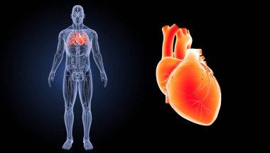 İnsan kalbi görünümü