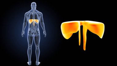 İnsan diyafram görünümü