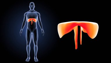 İnsan diyafram görünümü