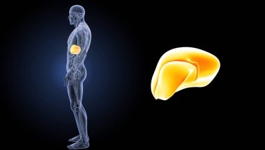 Human liver view  clipart