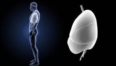 İnsan kalp akciğer 