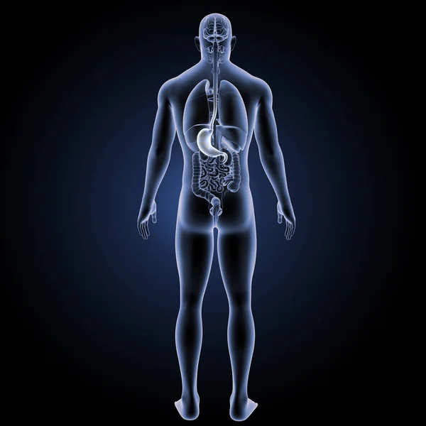 Human stomach view — Stock Photo, Image