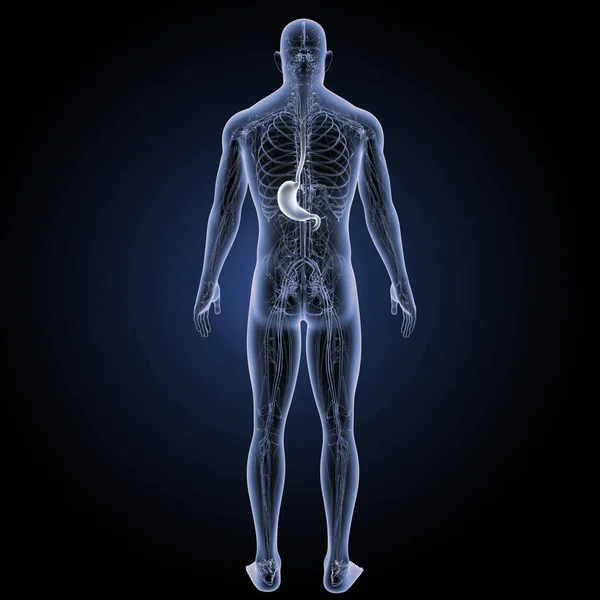 Human stomach view — Stock Photo, Image