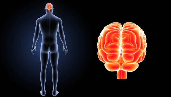 Людський мозок задній вид — стокове фото