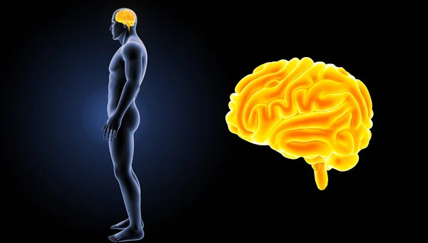 人間の脳の側面図 — ストック写真