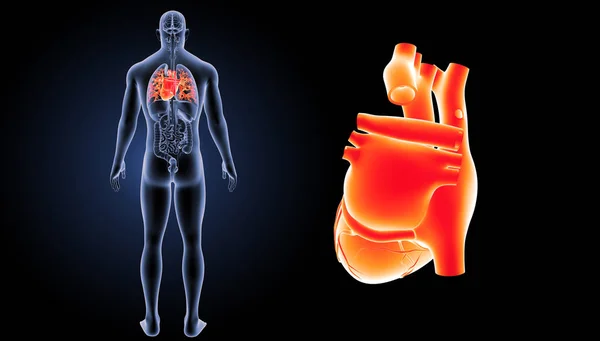 Vista del corazón humano — Foto de Stock