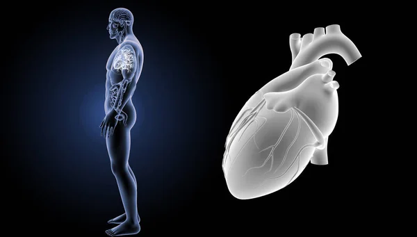 人类的心脏视图 — 图库照片