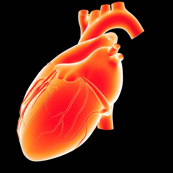 Vista do coração humano — Fotografia de Stock