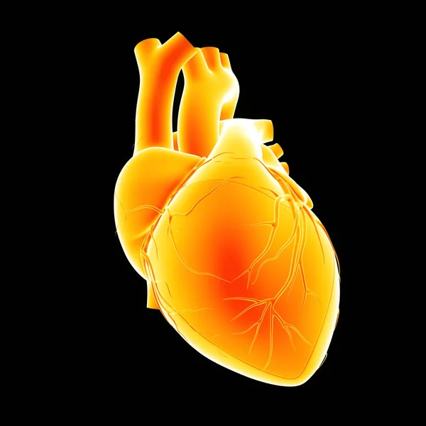 Vista do coração humano — Fotografia de Stock