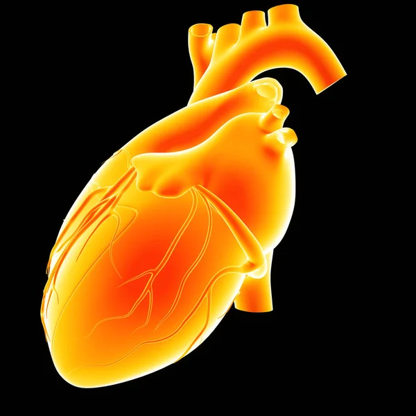 人类的心脏视图 — 图库照片