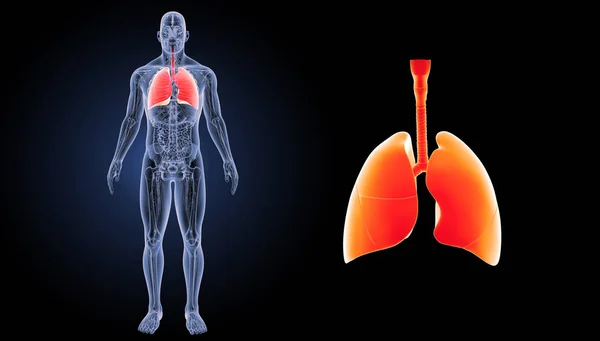 Human Heart Lungs — Stock Photo, Image