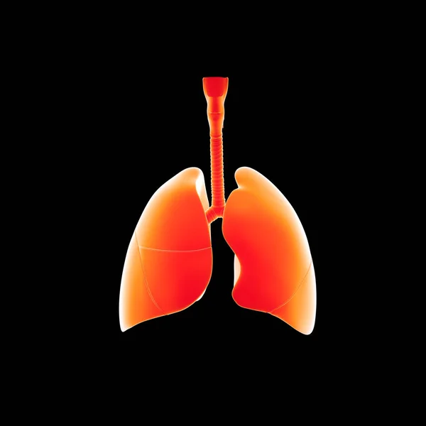 Pulmones del corazón humano — Foto de Stock