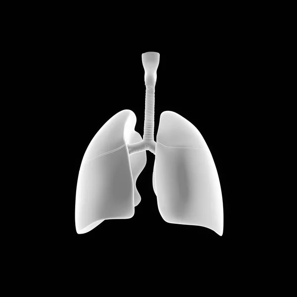 Pulmones del corazón humano —  Fotos de Stock