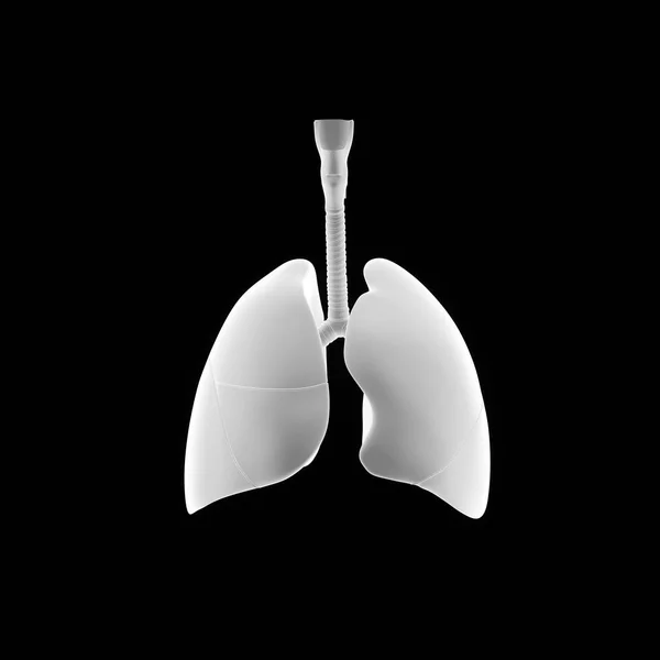 Płuca ludzkie serce — Zdjęcie stockowe